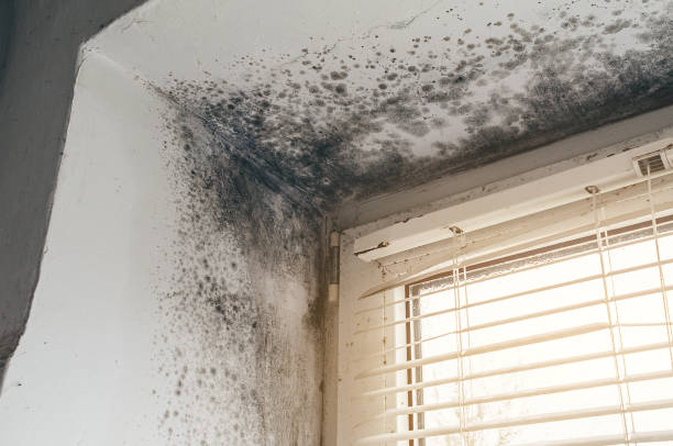 Affordable Mold Cleanup solutions in Chapel Hill, TN