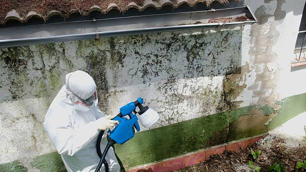 Top rated local Mold Cleanup specialists in Chapel Hill, TN